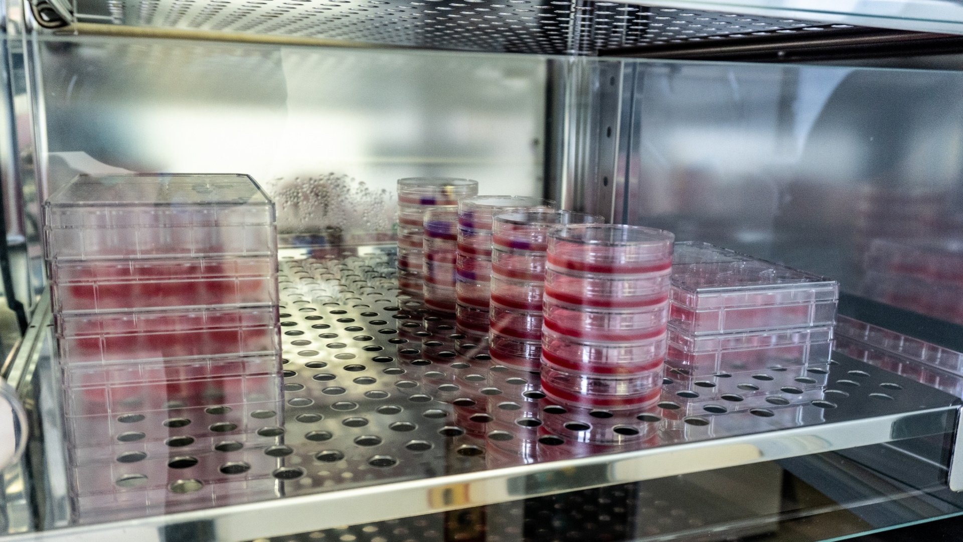 What Makes a Reliable Incubator Key Features for Long-Term Performance